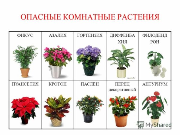 Ядовитые комнатные цветы