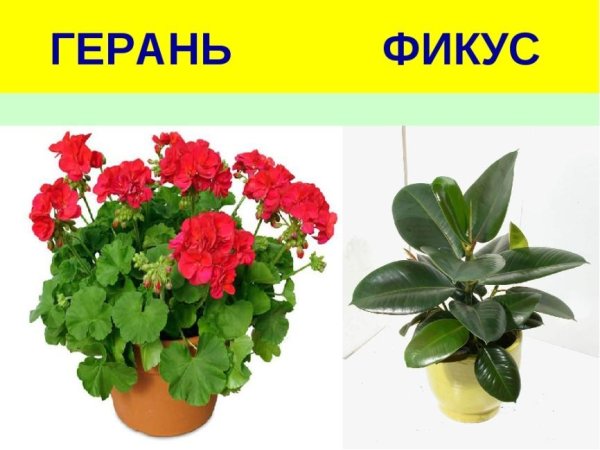Комнатные растения фиалки герань