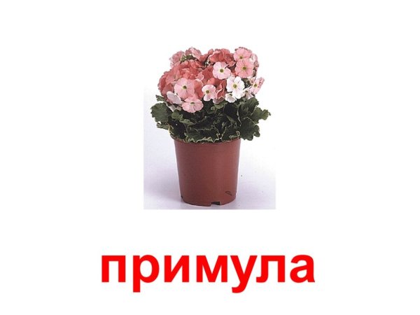 Карточки с названиями комнатных цветов