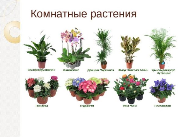 Комнатные растения окружающий мир