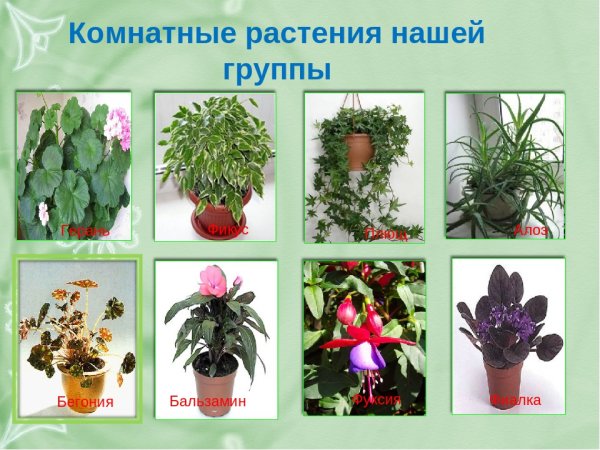 Гастенияв детском саду