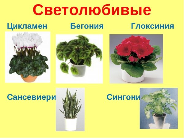 Комнатные растения названия
