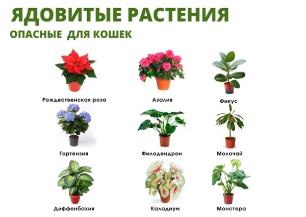 Игра лото комнатные растения