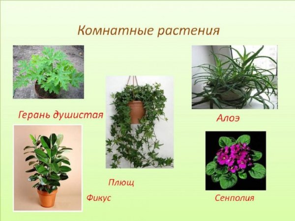 Комнатные растения названия