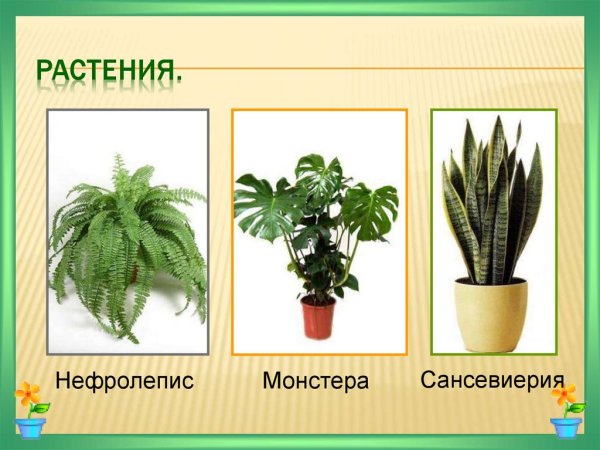 Паспорт комнатных растений в детском саду бегония вечноцветущая