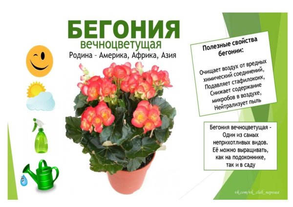 Колеус, бегония крапчатая