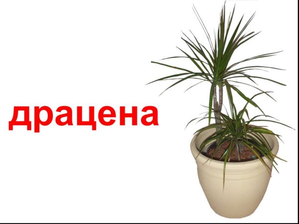 Группы комнатных растений
