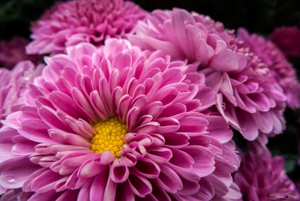 Хризантема Chrysanthemum