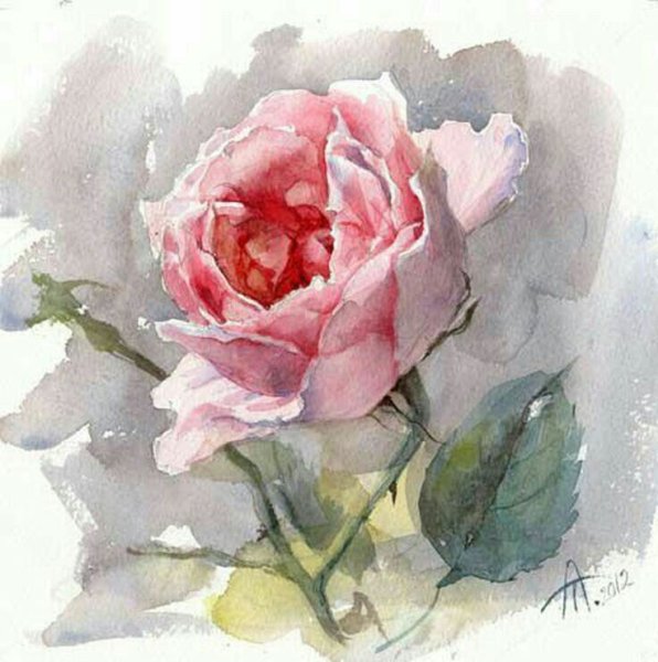 Роза акварель (Aquarell)