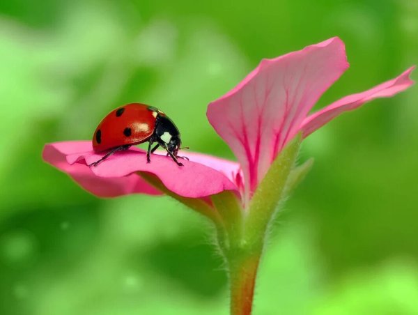 Божья коровка на цветк