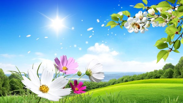 Баннер природа