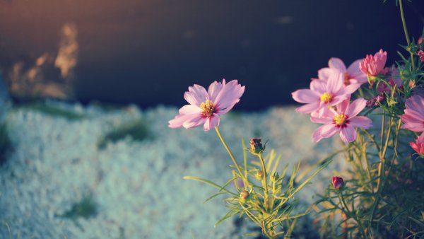 Природа цветы стильно