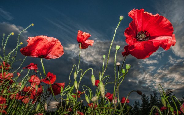 Кристин Эллджер (Christine Ellger)