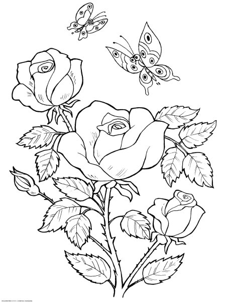 Бесплатные раскраски розы. Распечатать раскраски бесплатно и скачать раскраски онлайн.