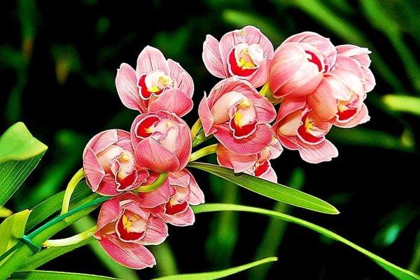 Поздравления с днём рождения Нине