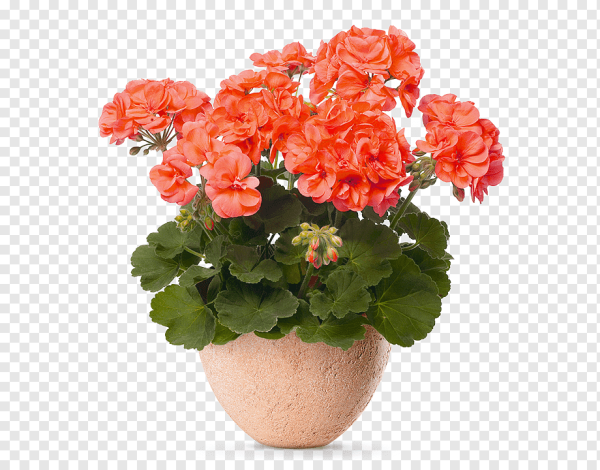 Pelargonium zonale Antik Orange*