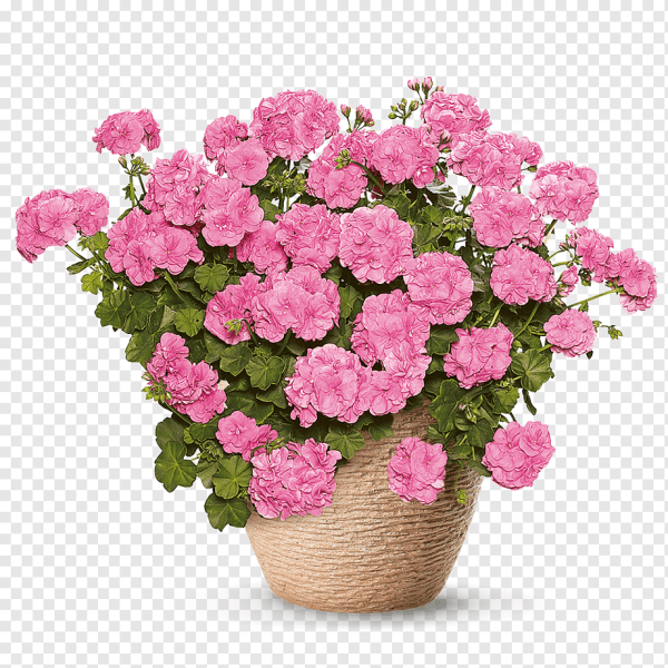 Пеларгония Pac Vicky