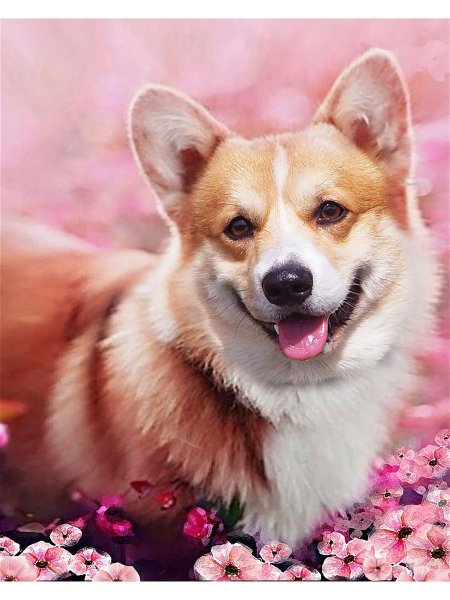 Мини корги