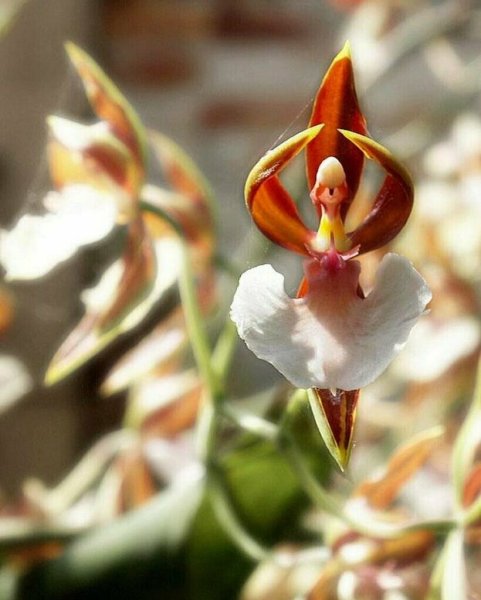 Corybas Орхидея