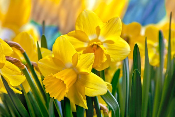Солнечный желтый. Нарцисс (Daffodil)