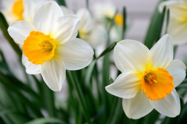 Daffodil Нарцисс