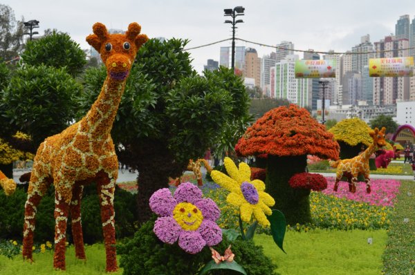 Giraffa camelopardalis reticulata