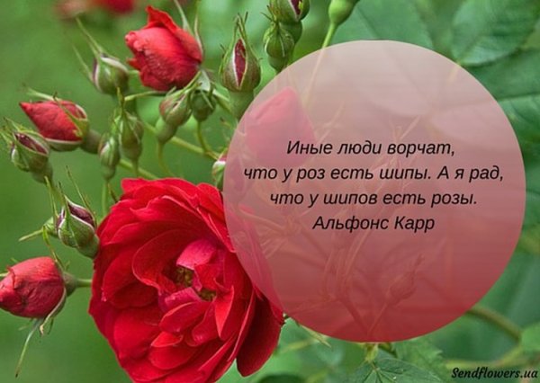 Красивые высказывания о цветах