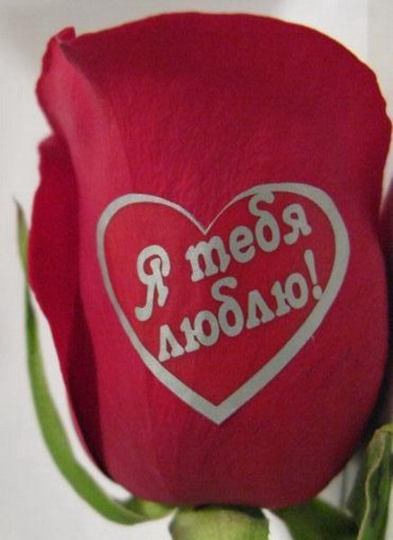 Розы с надписью