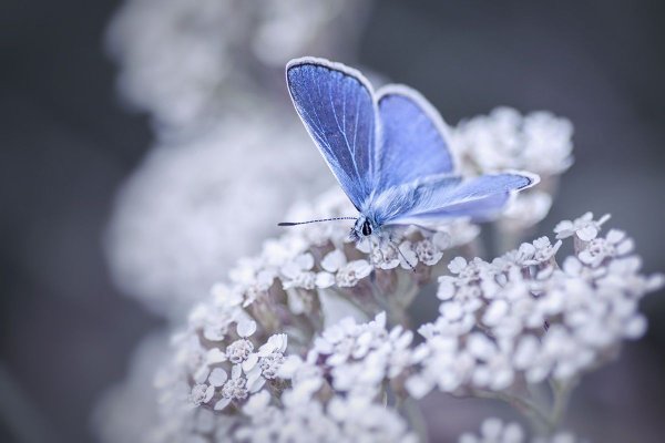 Бледно голубые цветы