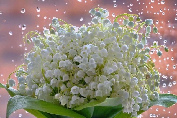 Весенняя Поляна с цветами