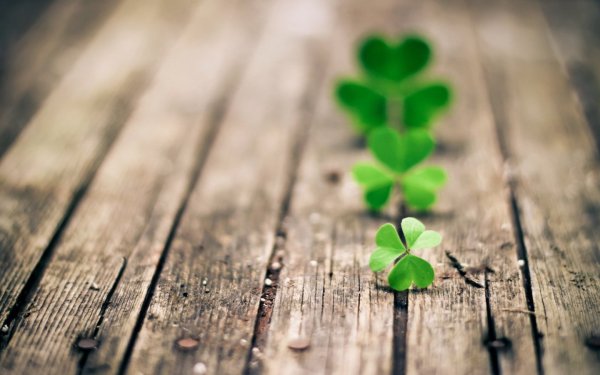 Цветы для фотографий WHATSAPP