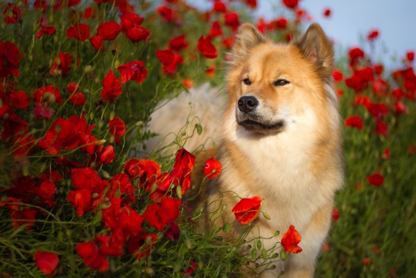 Кошка в цветах