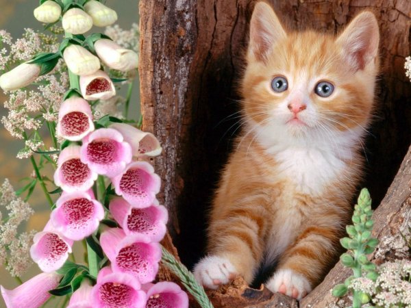 Котики на фоне цветов