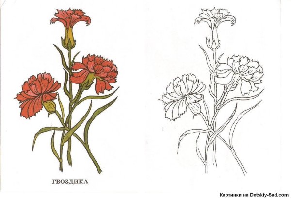 Рисование гвоздики