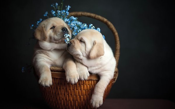 Кошки и цветы