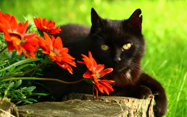 Милые котята в цветах