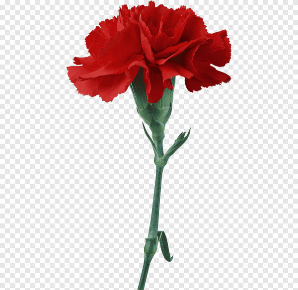 Гвоздики карандашом