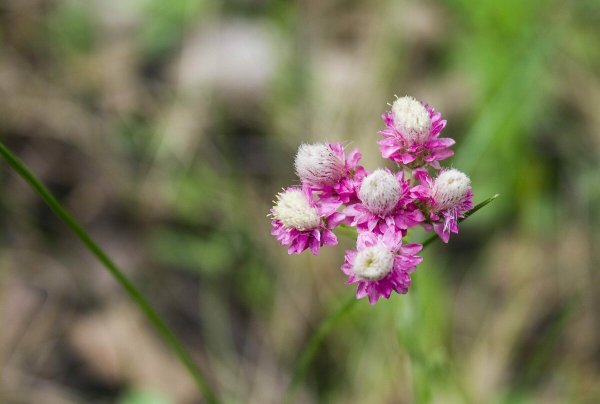 Кошачья лапка двудомная Antennaria dioica