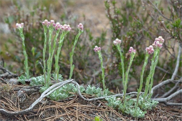 Кошачья лапка двудомная Antennaria dioica
