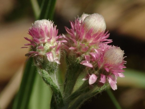 Кошачья лапка - Antennaria dioica