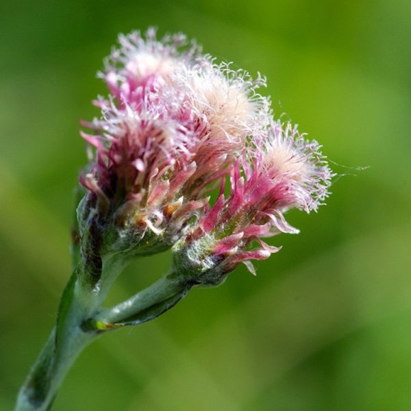Antennaria plantaginifolia