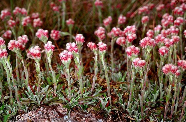 Кошачья лапка - Antennaria dioica