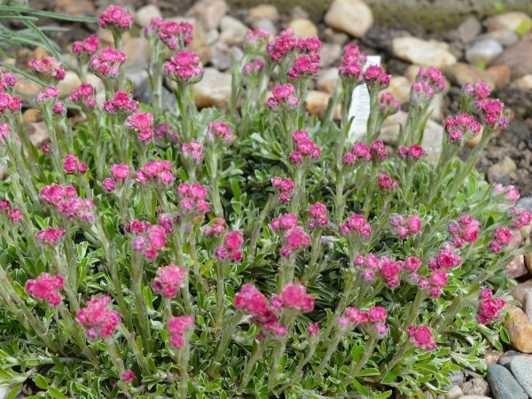 Антеннария rubra