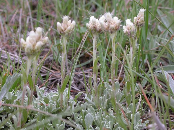Кошачья лапка (Антеннария двудомная) (Antennaria dioica)