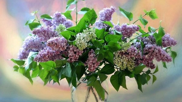 Букет сирени
