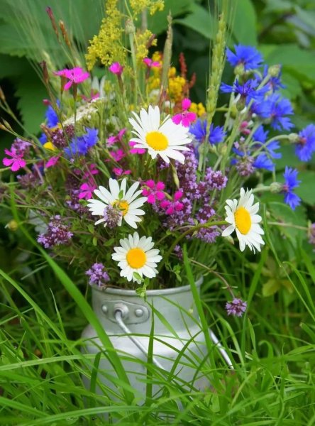 Летние полевые цветы