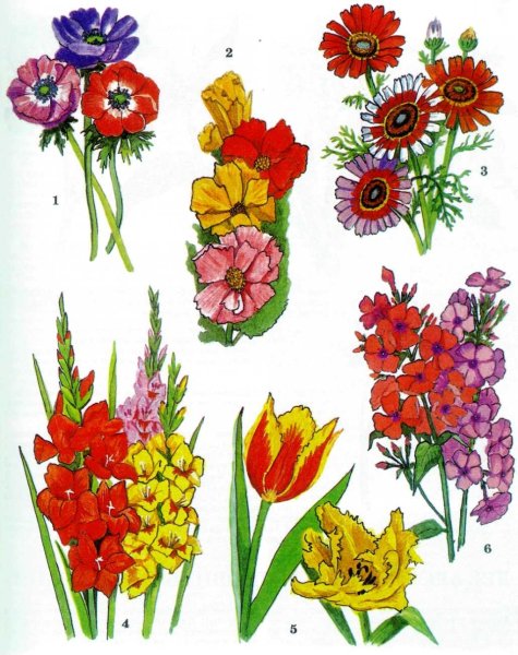 Рисунок различных цветов