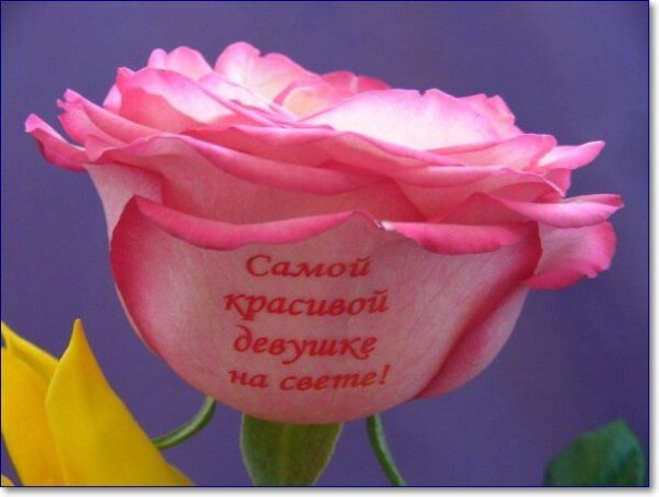 Розы с надписью