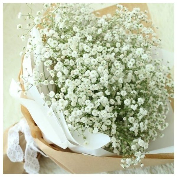 Гипсофила Baby's Breath