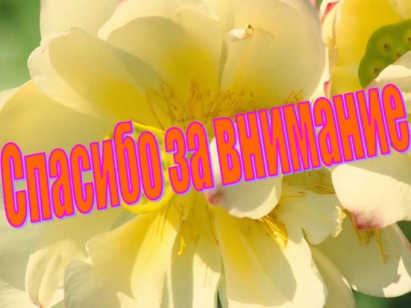 Спасибо за внимание цветы